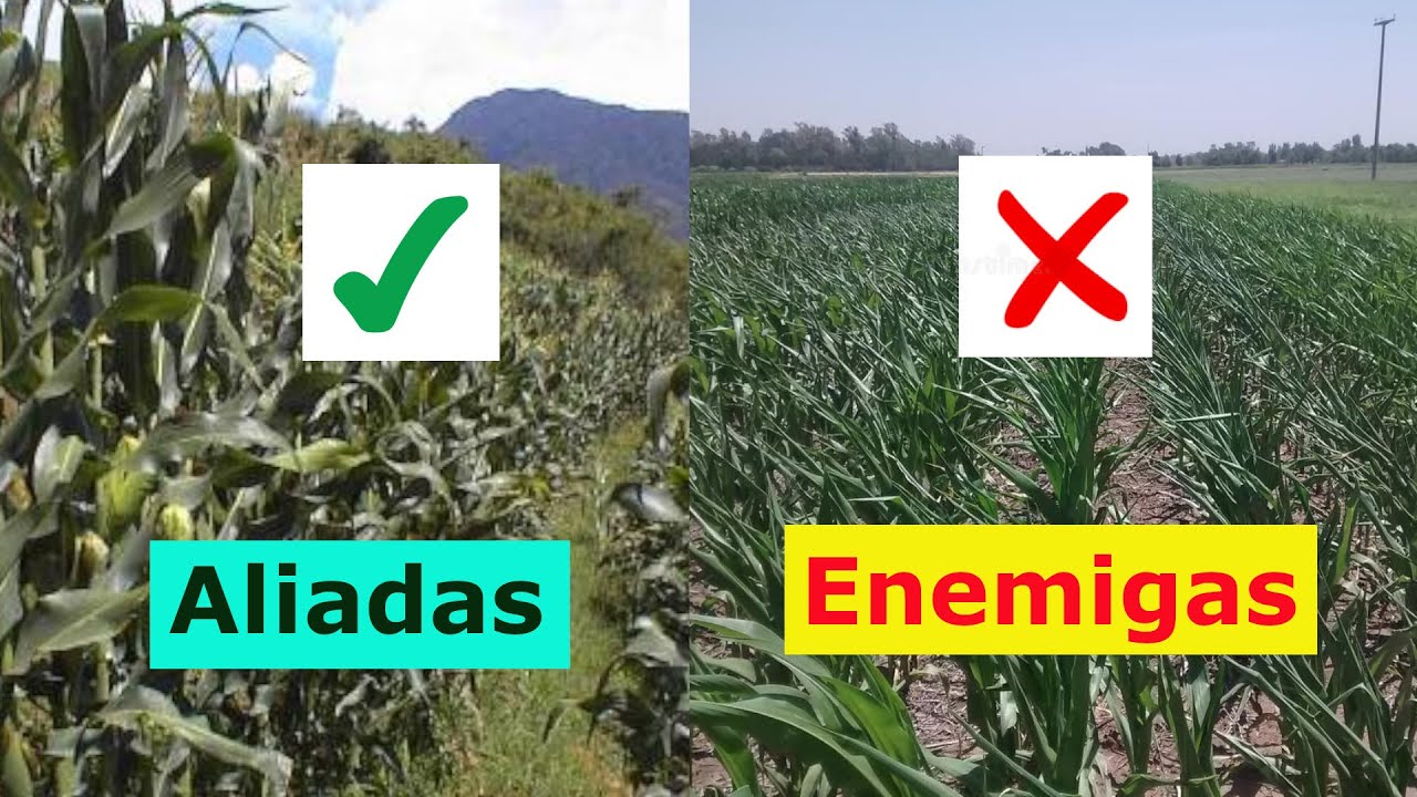 El Impacto de las Malezas en la Agricultura 🌱 ¿Por qué son nuestras aliadas y no nuestras enemigas?