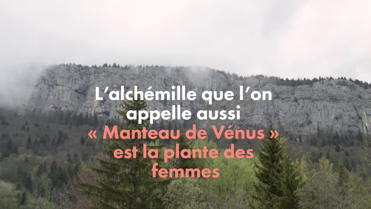 L'alch&eacute;mille - La plante des femmes