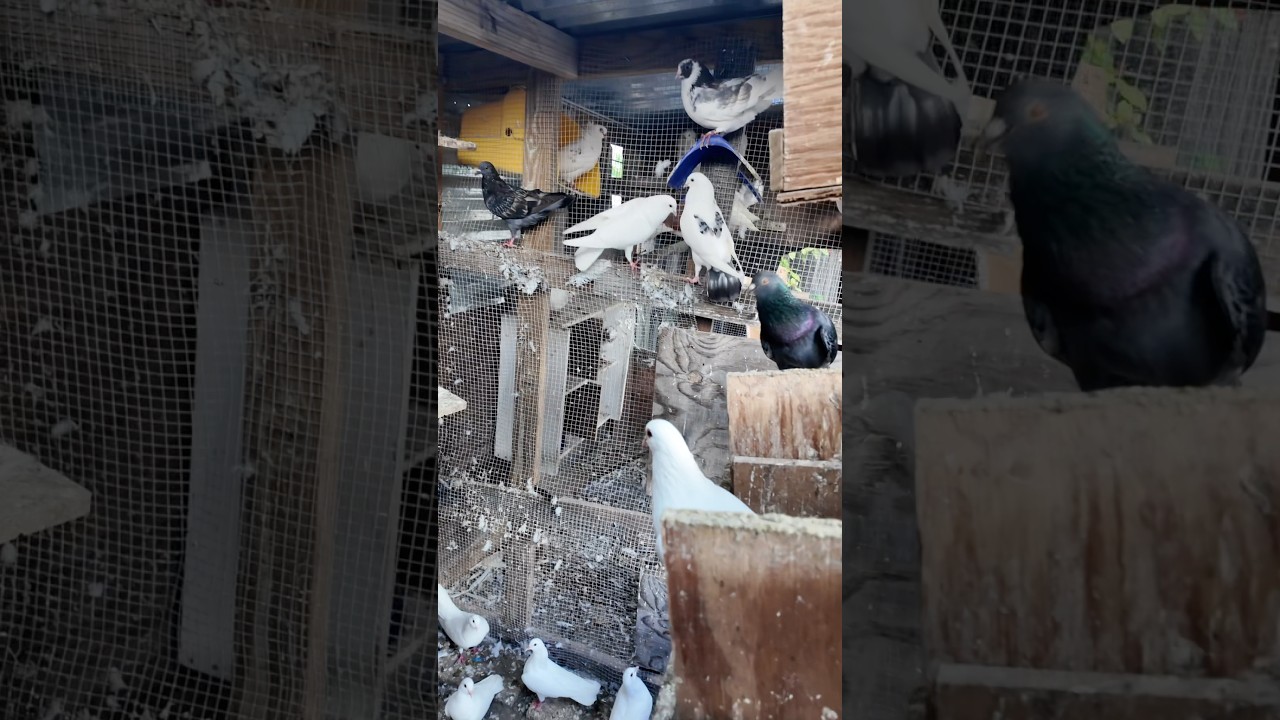 Pigeon paradise 🕊️❤️#pigeon #bird #kabutar #pets #kabootar #explorepage #pigeonbird #petsvlog