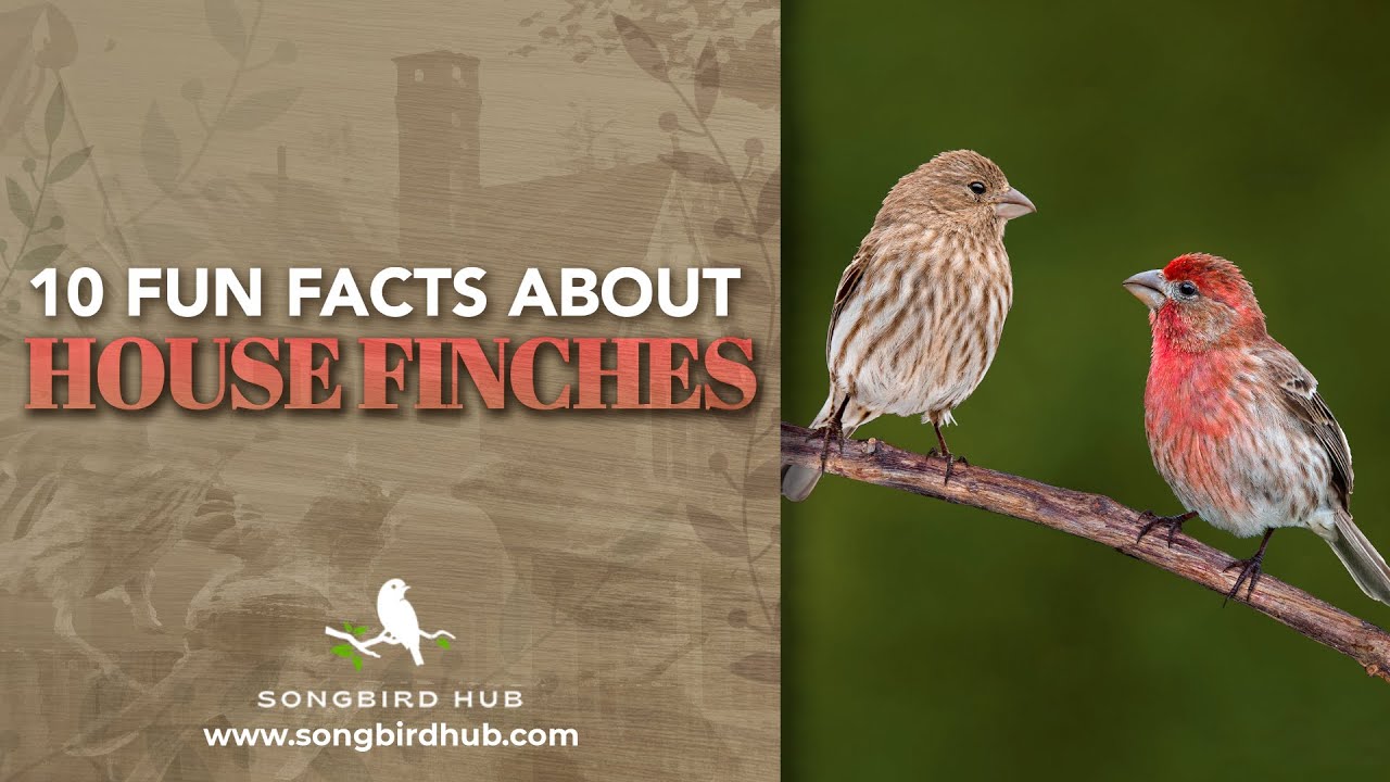 10 Fun Facts About House Finches