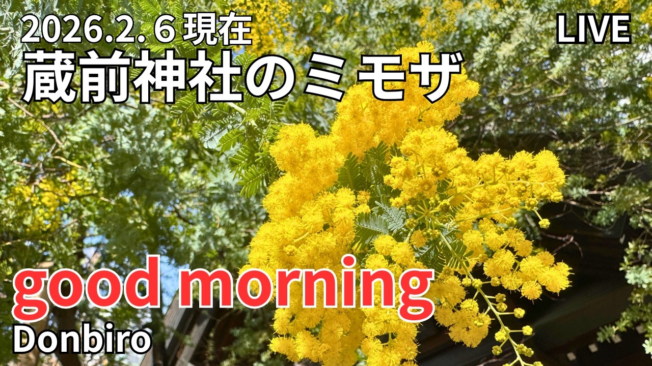 [出勤ライブ]スカイツリーから、浅草寺、蔵前神社まで歩く✨[Work Live] Walk from Skytree to Sensoji Temple and Kuramae Shrine✨