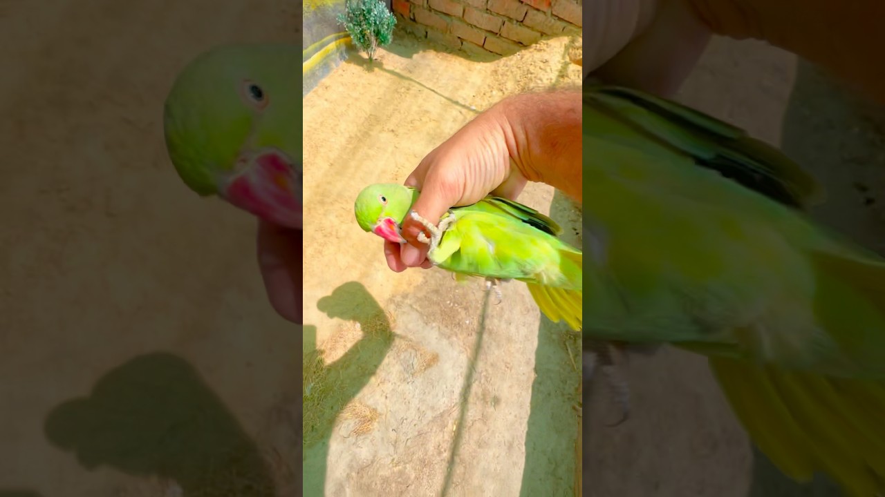 How to Catch Parrot 🦜 #birds #shorts #viralvideo #trending #parrot #trap