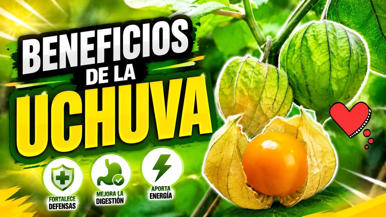 ⚪BENEFICIOS de la UCHUVA🍒❤️ (2021)