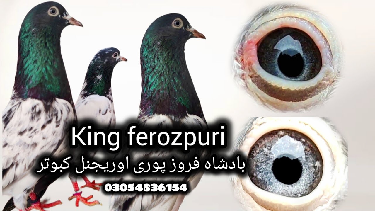 Ferozpuri original granted 💯% peur kabooter + miyan nazir walay teddy breeder setup