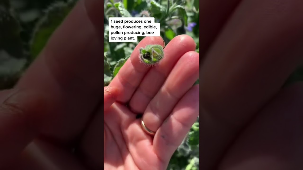 One tiny seed can grow so huge! The flower produces pollen until it falls. #borage #novicegardener
