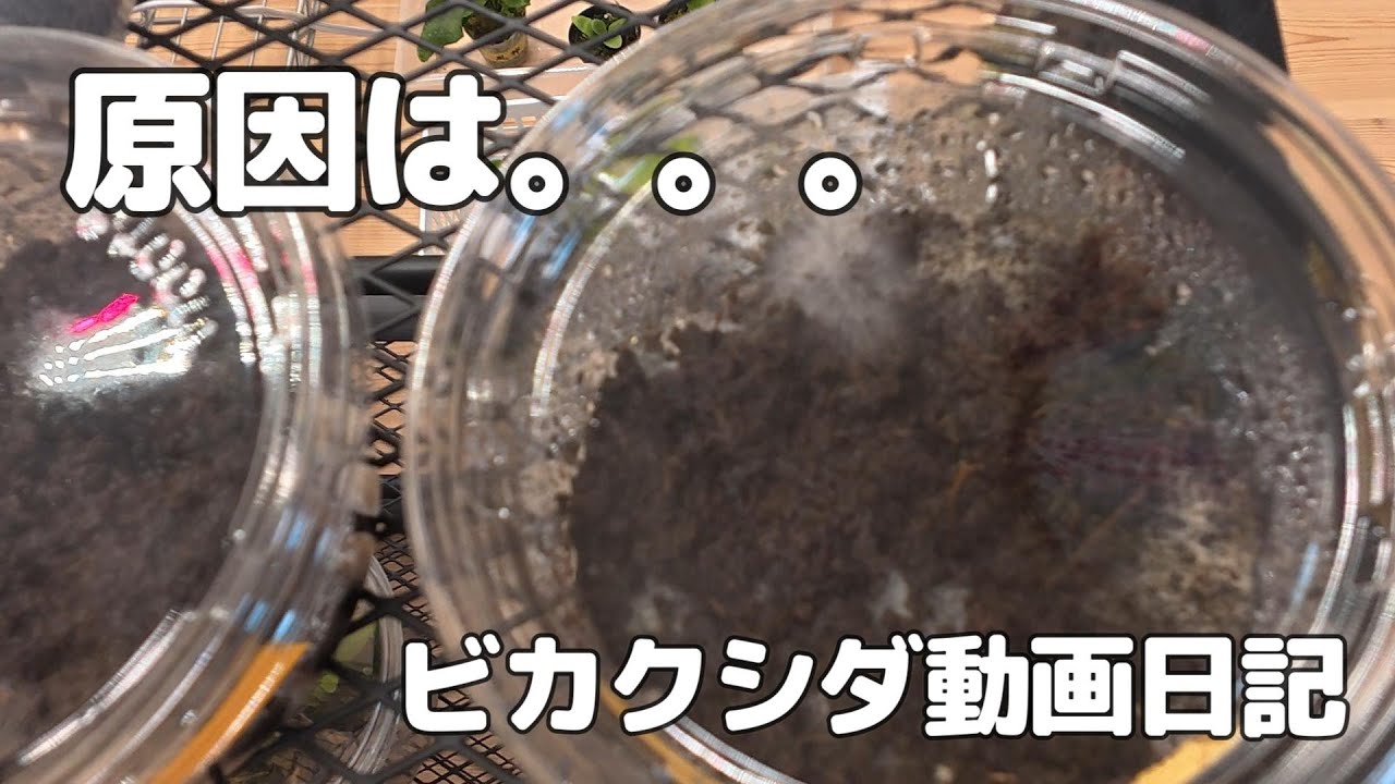【ビカクサ動画日記】また白い悪魔が。。。今回のチャレンジで。
