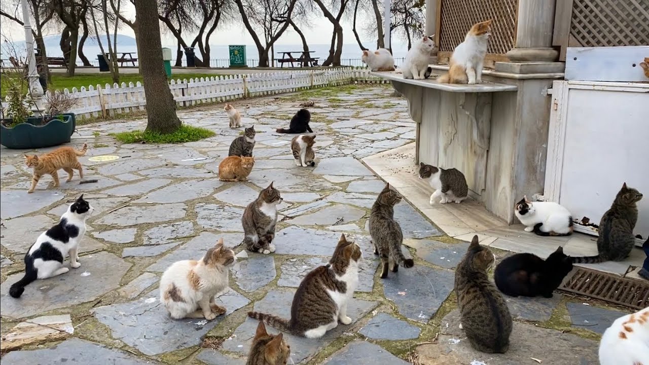 Hundreds of cats live on this island in the middle of the sea.