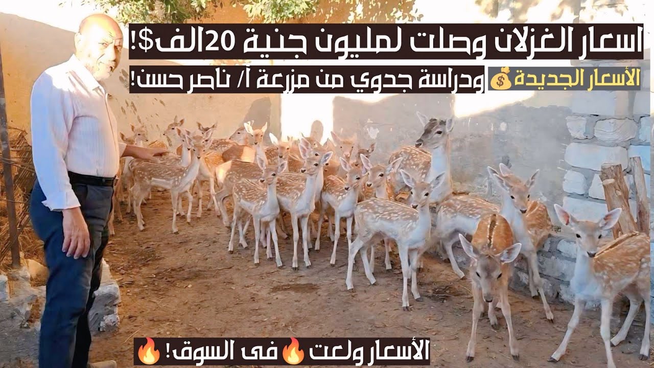 اسعار الغزلان الأوروبى وصلت لمليون جنية 20الف$ بعد جنون الاسواق!ودراسة جدوى من أكبر مزرعة غزال فمصر!