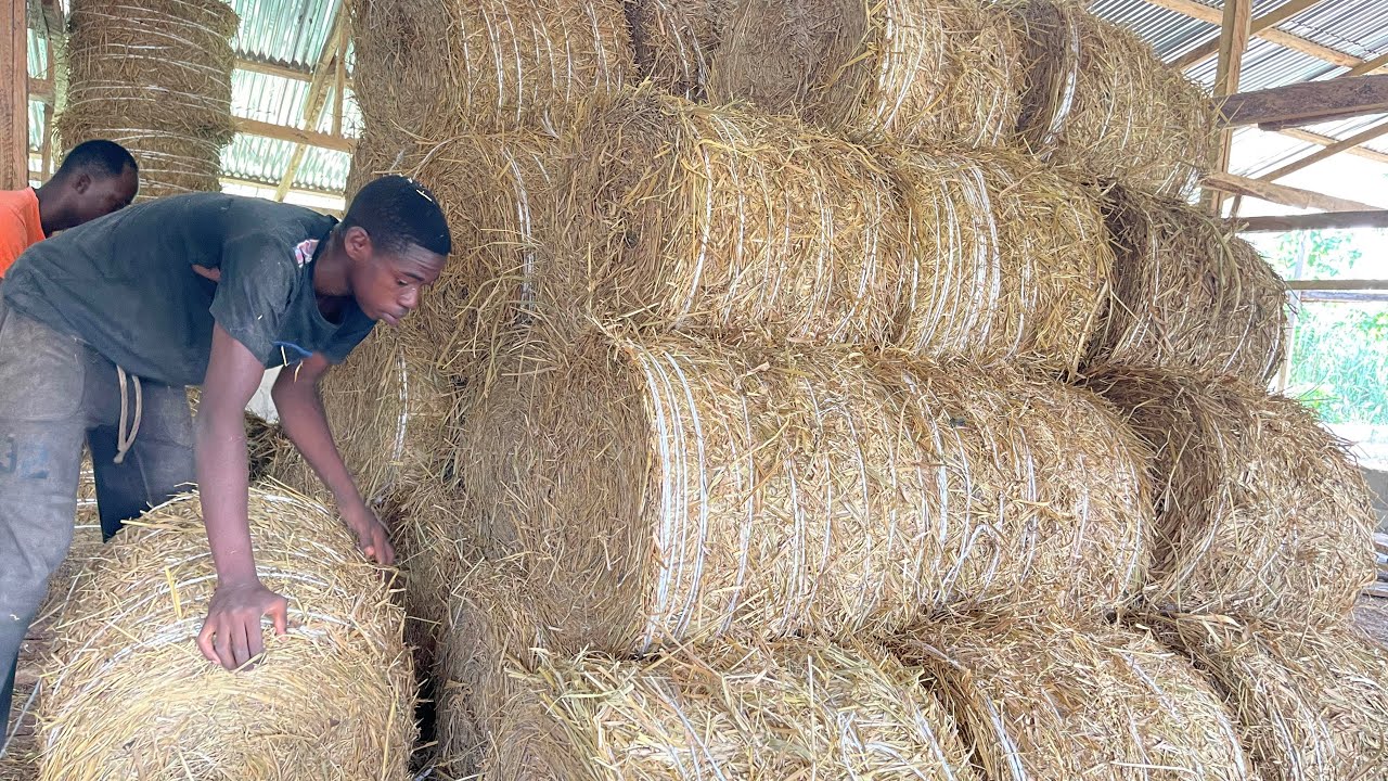 How To Process Quality Hay In Africa For Your Livestock