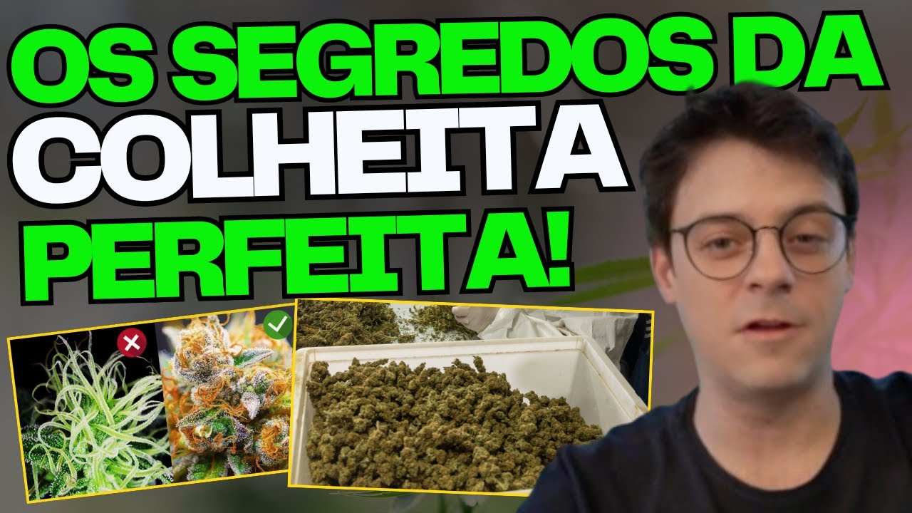 AULA COLHEITA, P&Oacute;S-COLHEITA E SECAGEM + DESCRIMINALIZA&Ccedil;&Atilde;O PORTE DE MACONHA STF + REACT DE PLANTAS