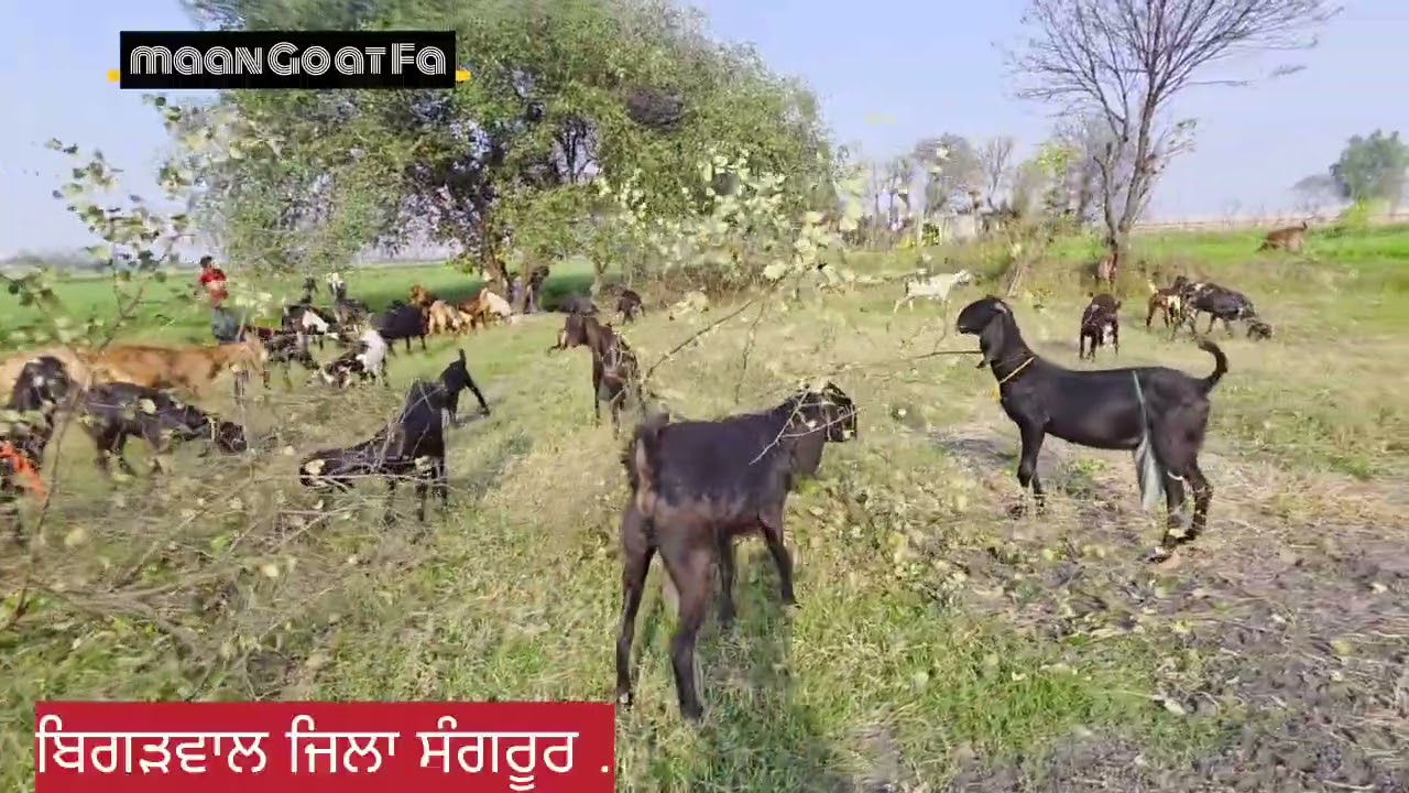 ਬੱਕਰੀਆਂ ਵਾਸਤੇ ਬੇਰੀ ਬਹੁਤ ਚੰਗੀ ਆ 🇮🇳maan Goat Farm  2, 3 ,2026