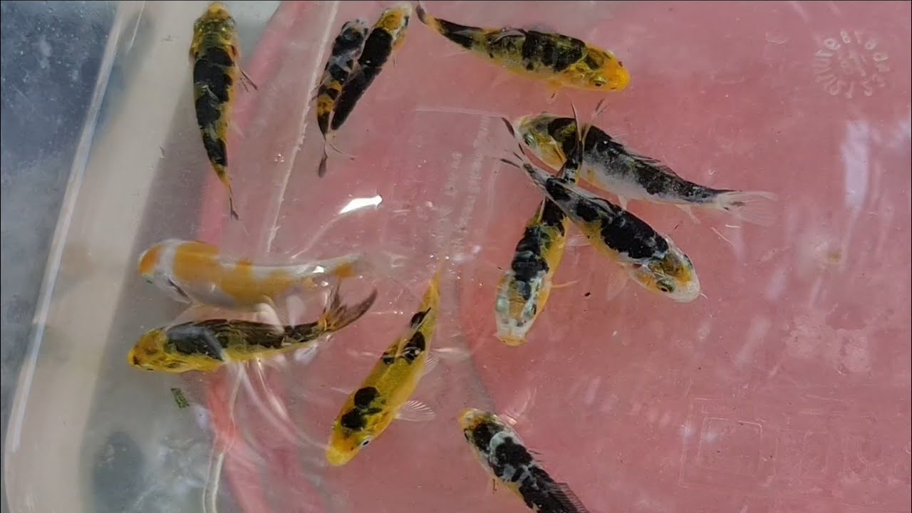 Fry Selection-   Koi Breeding 2020 - 26/2 EP12