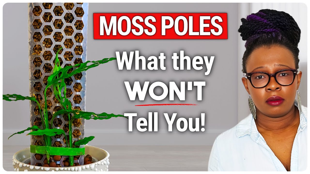 EXPERTLY Use A Moss Pole For Plants (They Won't Tell You This!)