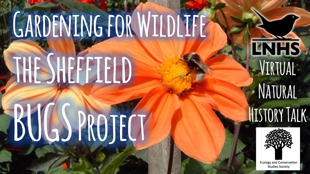 Gardening For Wildlife - The Sheffield BUGS Project