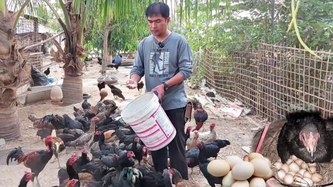 เลี้ยงไก่บ้านแบบบ้านๆด้วยอาหารลดต้นทุน ขุน 6เดือนได้ขาย มีรายได้หมุนเวียน #นอนนาเลี้ยงไก่สร้างรายได้