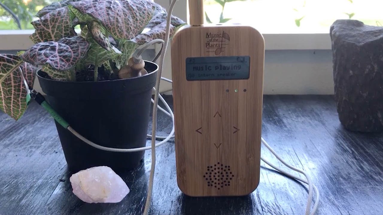 Music Gets Generated From Electrical Signals From Plants
