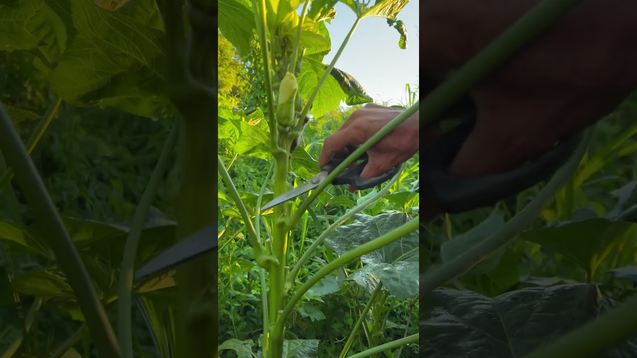 【秋葵種植】怎麼樣修剪～讓果實密密生