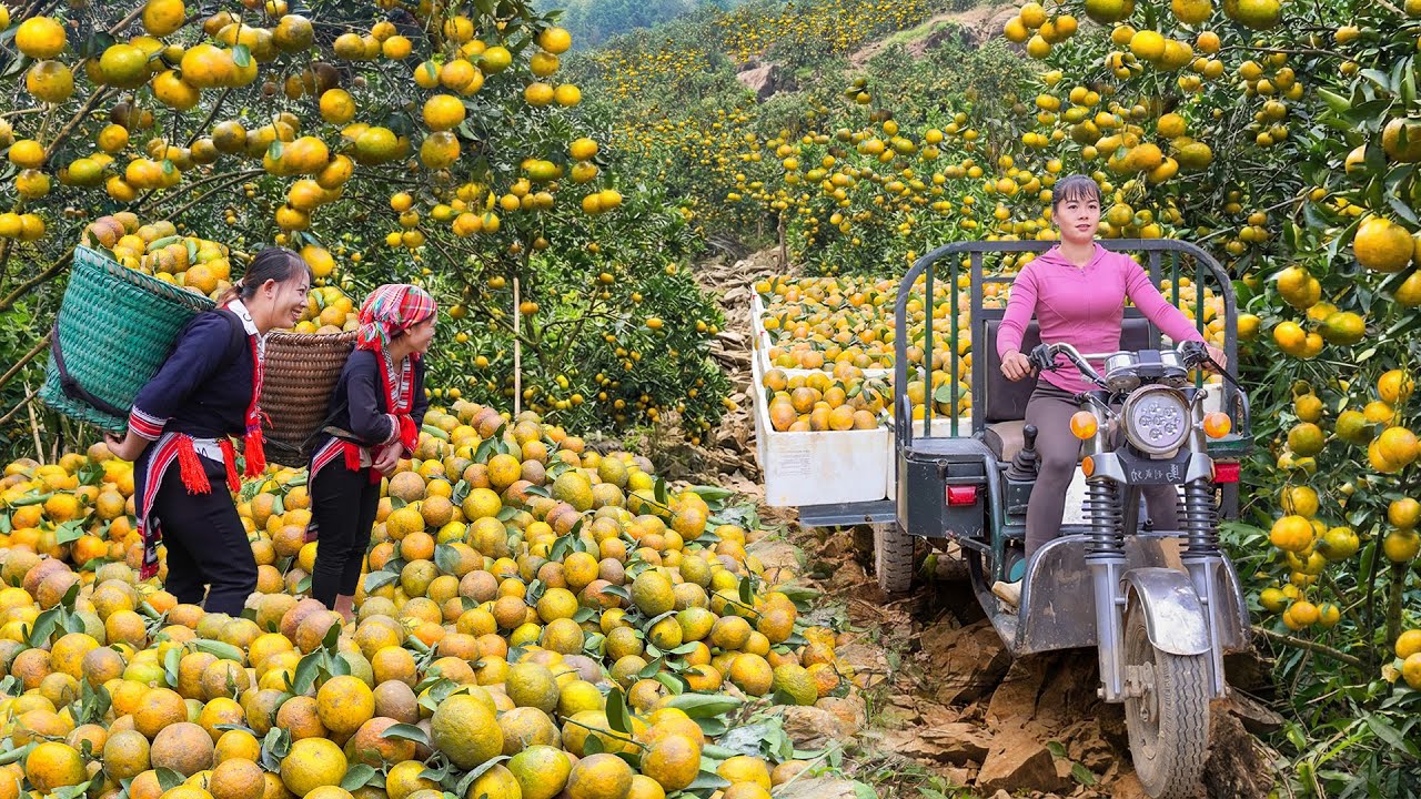 TIMELAPSE --388 Harvesting Oranges And Agricultural Products For Sale At The Rural Market