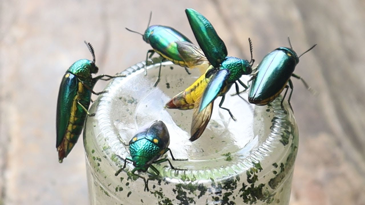 The sound of jewel beetle flying | Hunting and Observation |