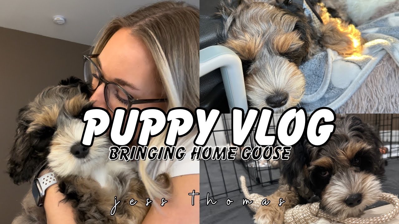 WE GOT A PUPPY! Bringing home our 10wk old Australian Labradoodle puppy!