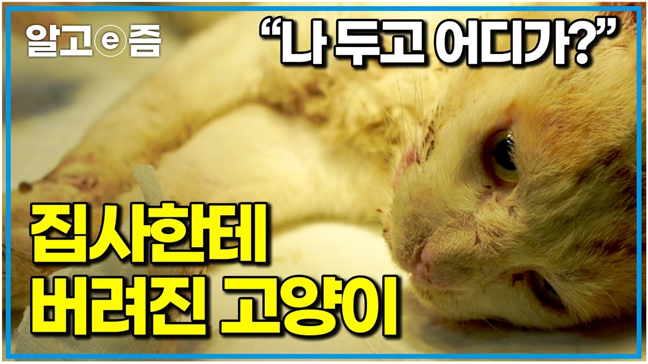 어쩜 이렇게 나쁠 수 있을까요... 집사한테 버림받고  살아가는 고양이들｜고양이를 부탁해｜알고e즘