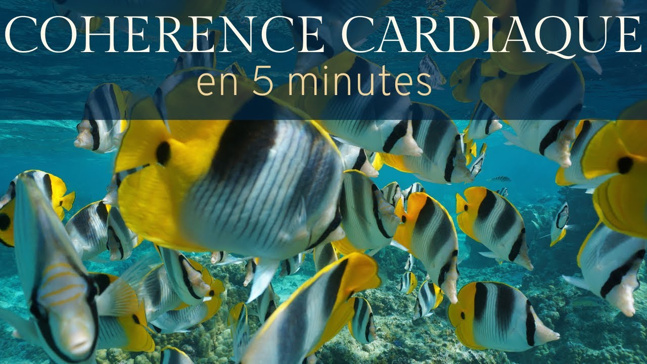 COHERENCE CARDIAQUE 5 minutes | admirer la vie sous marine 🐠🐡🐟