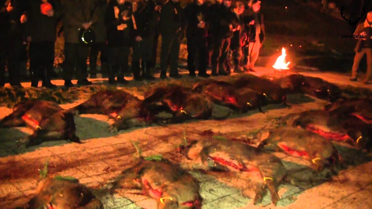 Spoločná poľovačka na diviaky PZ Konerád Plášťovce | Common hunting for wild boar