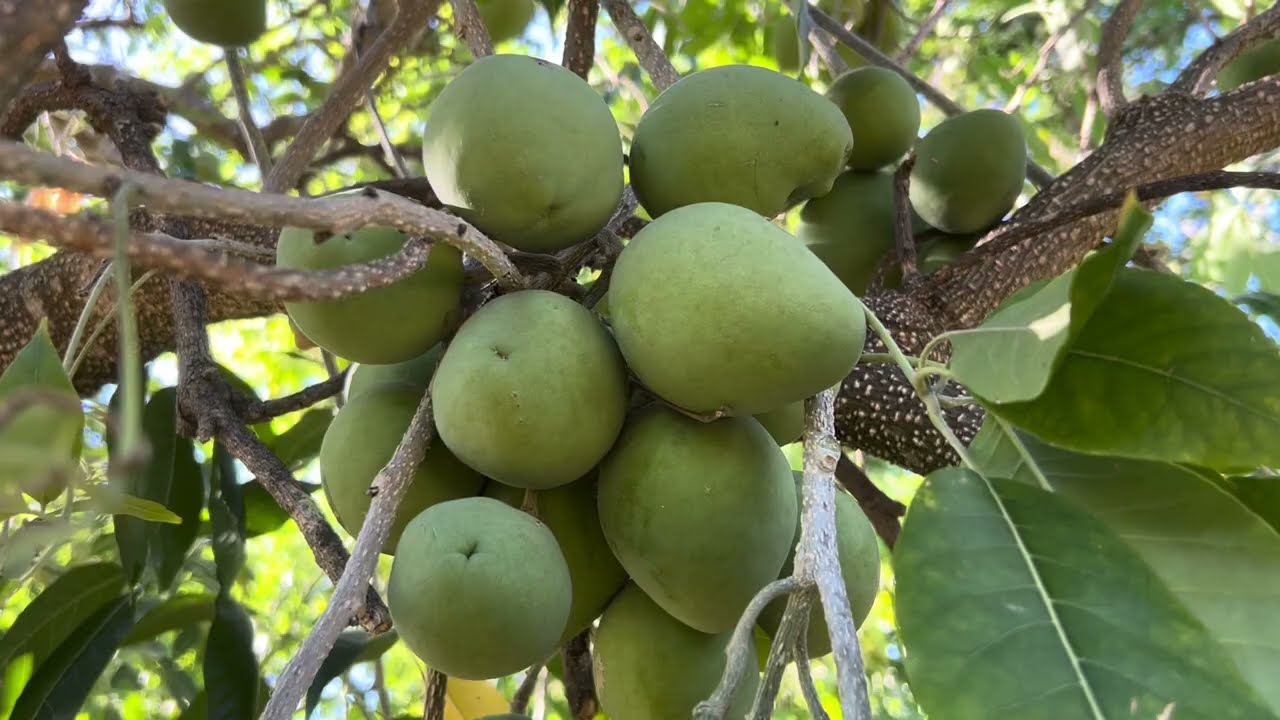 Ending World Hunger with White Sapote Fruit, Casimora edulis