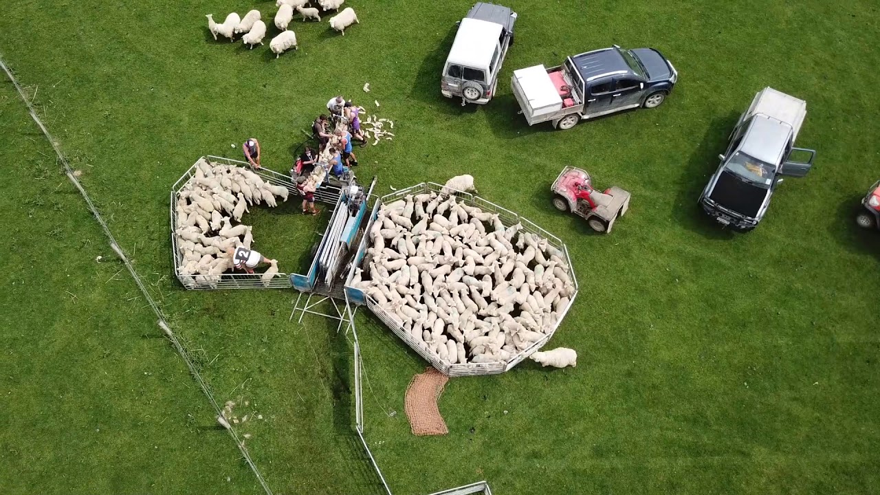 NZ sheep farming southland lambing/tailing 2017