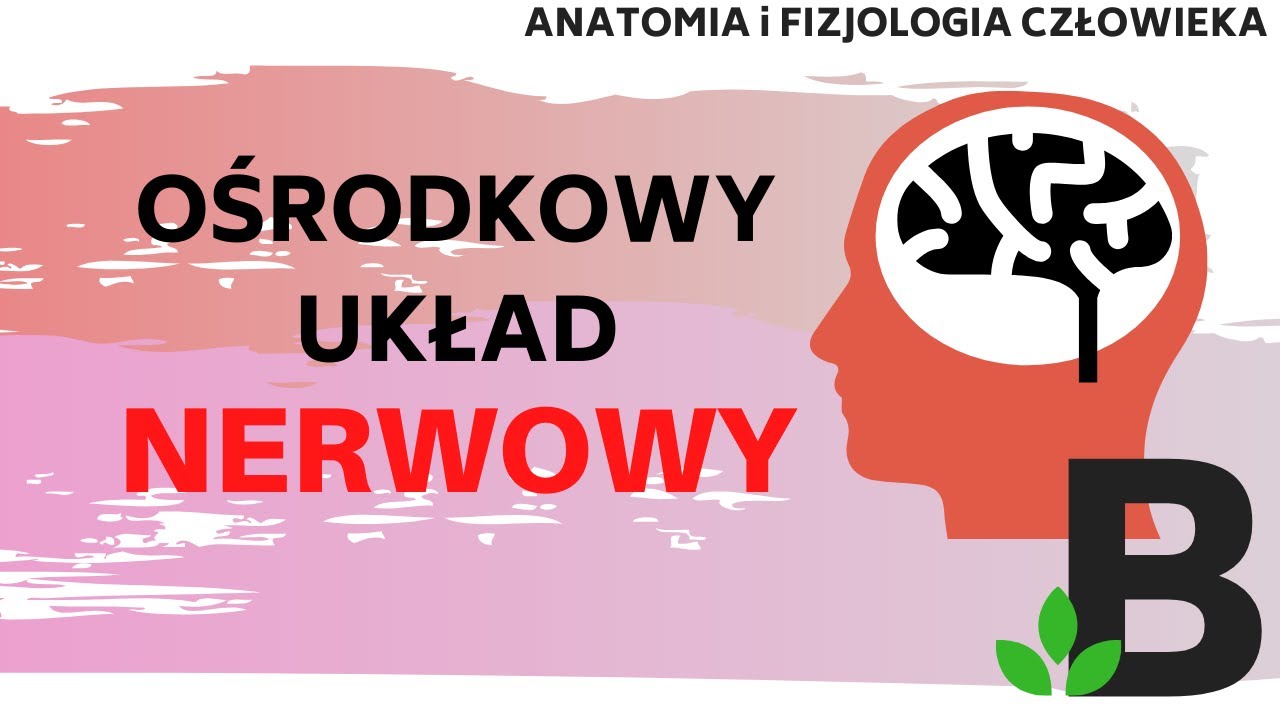 OŚRODKOWY układ nerwowy - MÓZGOWIE i RDZEŃ kręgowy Układ nerwowy Anatomia KOREPETYCJE z BIOLOGII 308