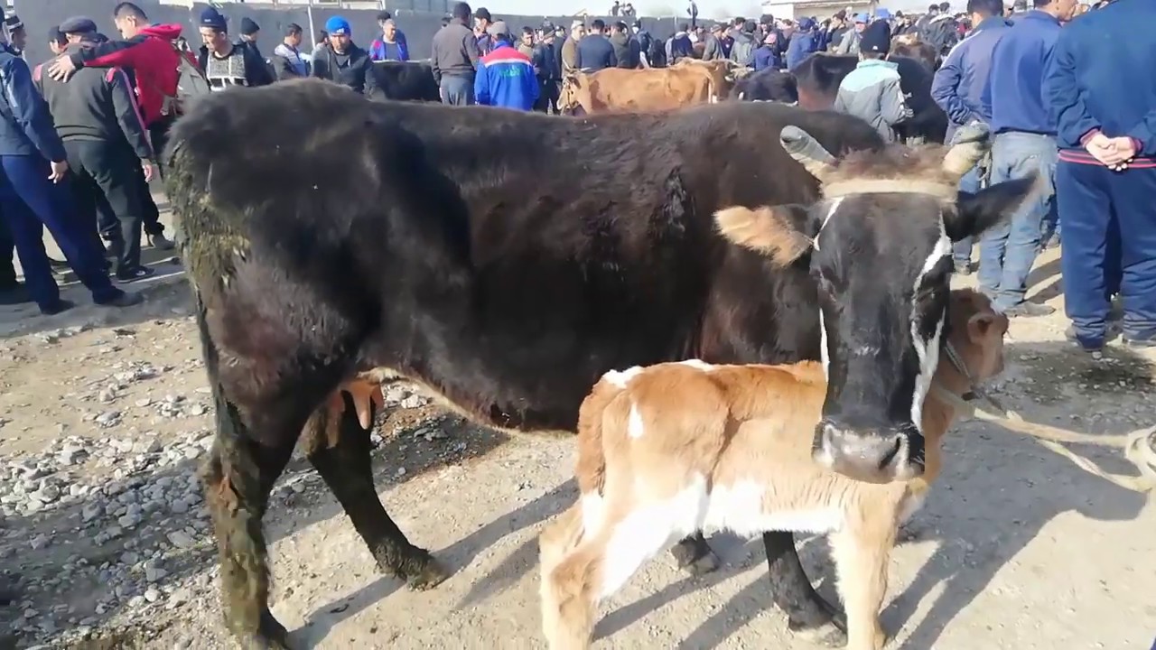 JIZZAX PAXTAKOR MOL BOZORI 2-QISIM 18-MART