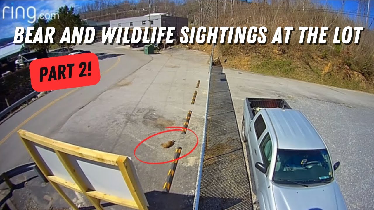 Bear And Wildlife Sightings At The Lot: Part 2