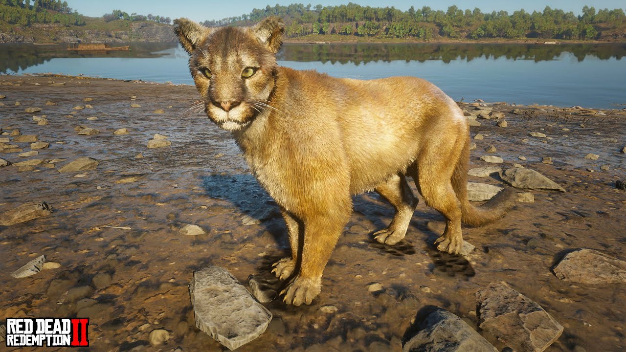 Cougar Location #3 - South Of Annesburg | RDR2