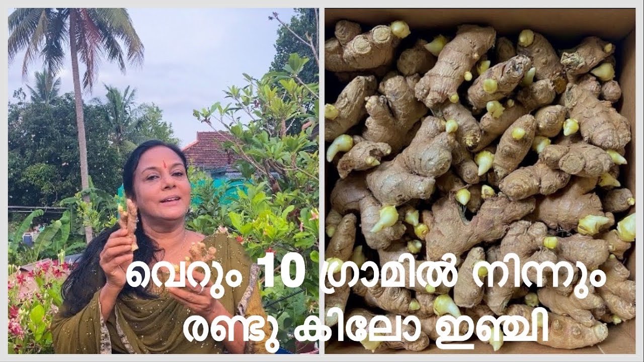 GINGER ORGANIC 🫚 | വെറും 10 ഗ്രാമിൽ നിന്നും രണ്ടു കിലോ ഇഞ്ചി |