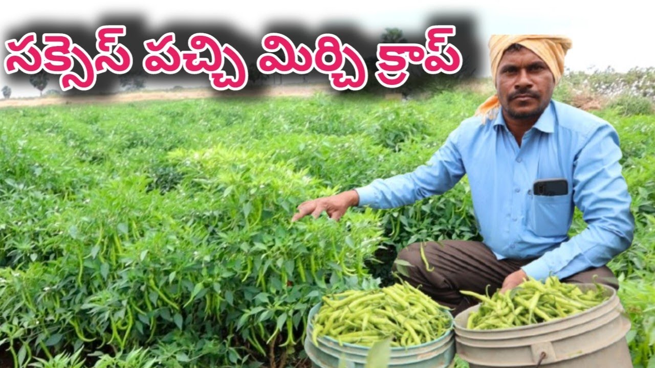 green chilli farming in telugu/mirchi farming/పచ్చి మిర్చి, సక్సెస్ క్రాప్