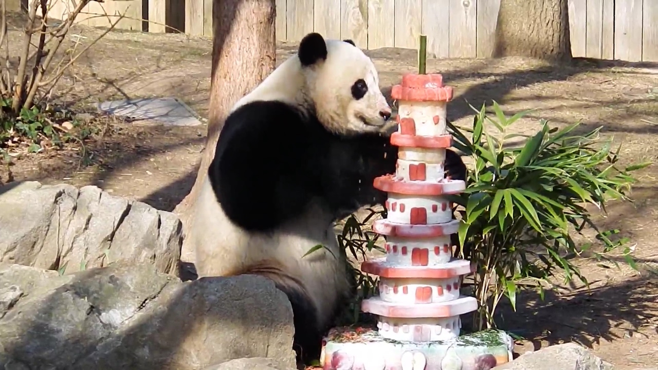 Giant Panda Bao Bao Final Pagoda Cake 2/20/2017