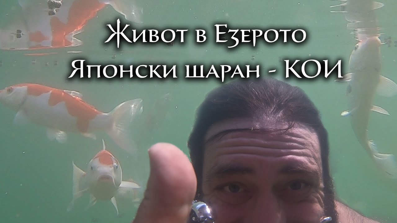 Живот в езерото. Японски шаран - Кои