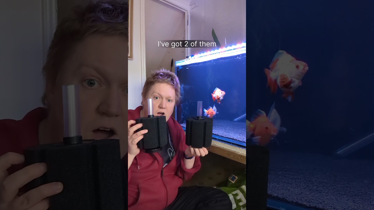 Ultimate sponge filter #aquarium #fish #fishtank #shorts