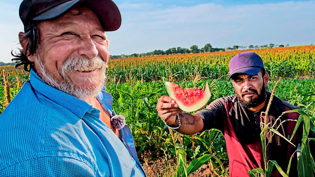 TRAMPAS para LOS COYOTES... que no SE COMAN LAS SANDIAS