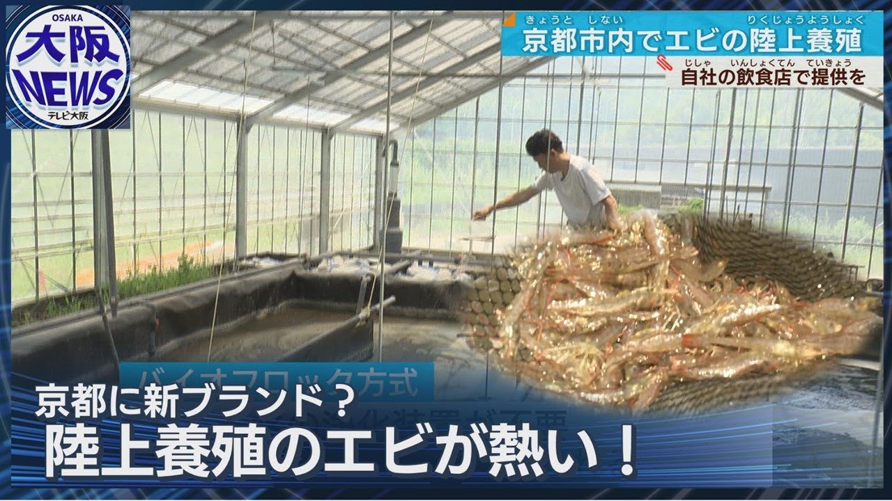 【 ”京都海老”って？】海がなくても陸上養殖　古都で新ブランド誕生か⁉