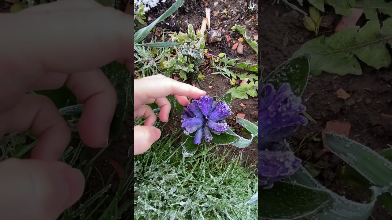 you never seen Frozen flower, make them hard like ice cream, so funny