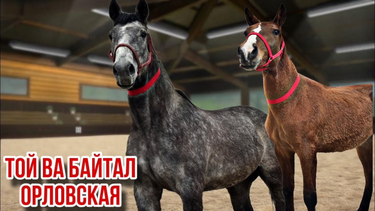 Байтали Орлрвская той оригинал9 февраля 2026 г.