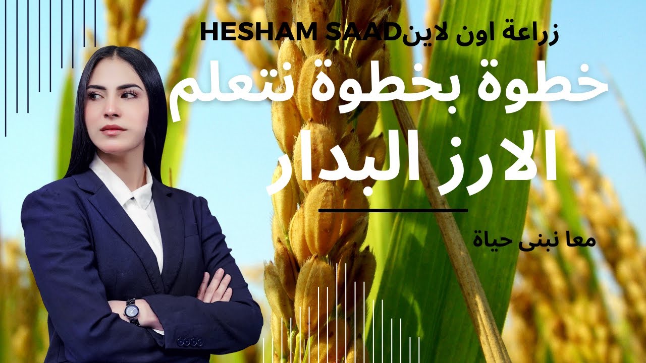 الارز البدار/Growing Baddar rice/ ازاى نزرع صح/للحصول على اعلى انتاجية / How Rice is Made