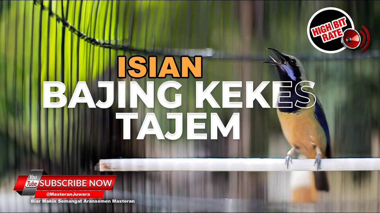 🔴 Cucak Cungkok Isian Bajing Kekes Tajam Volume Jos