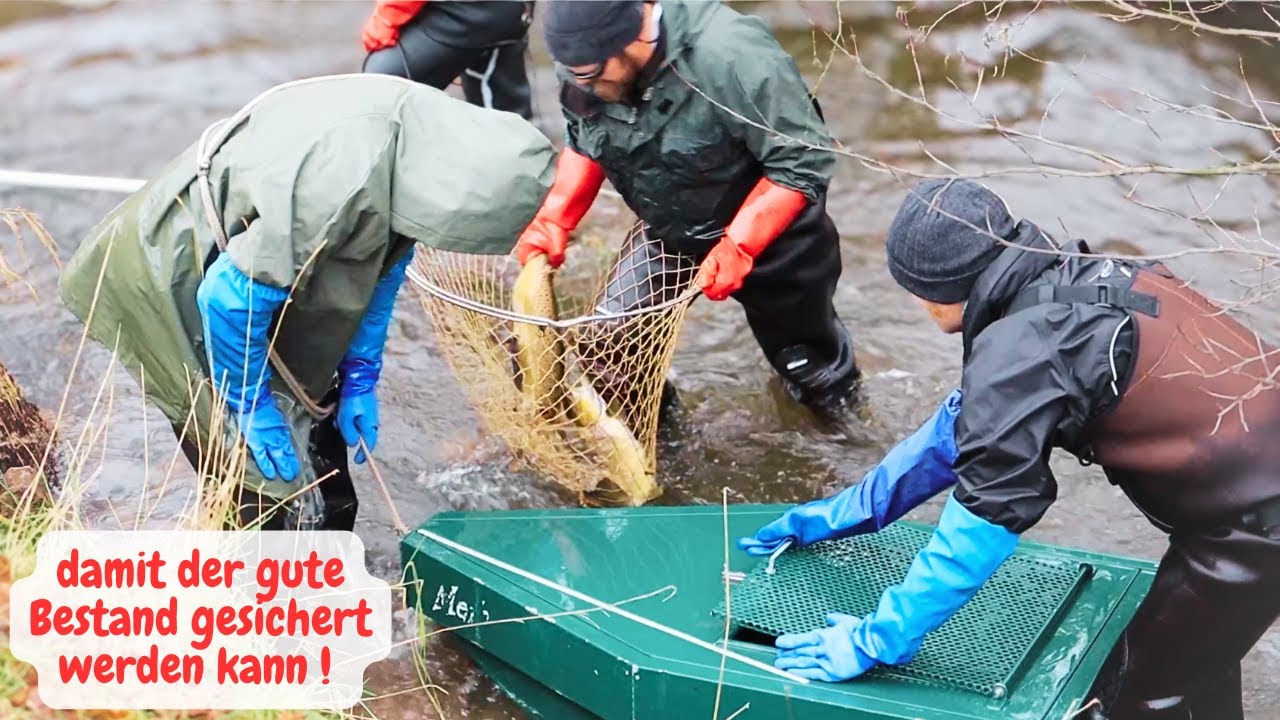 Elektrofischen Meerforellen. Bestandserhaltung damit ein Angeln weiterhin möglich ist.