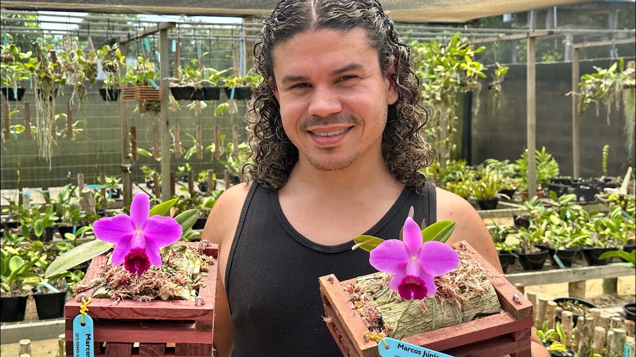 COMO CULTIVAR ORQUÍDEAS - PUMILAS 