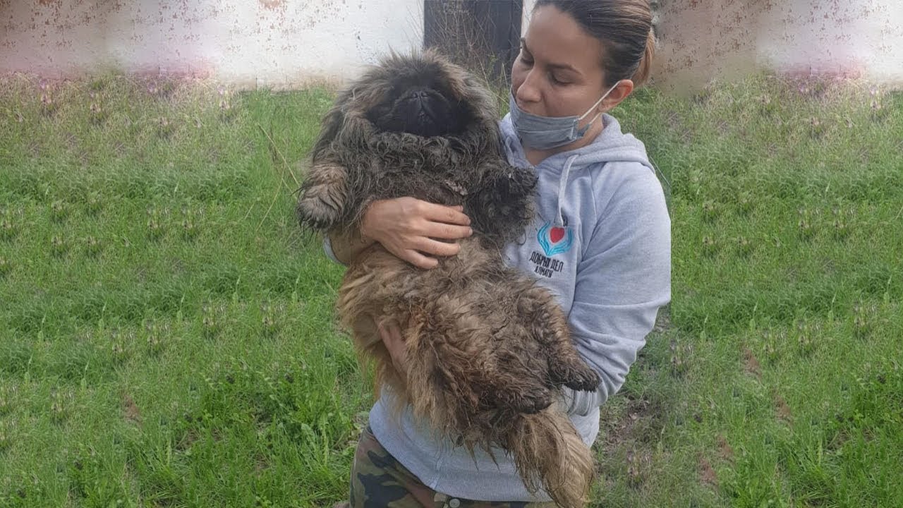 Pekingese Puppy was Found in a Panic State Despite Being Covered By Thick Hair