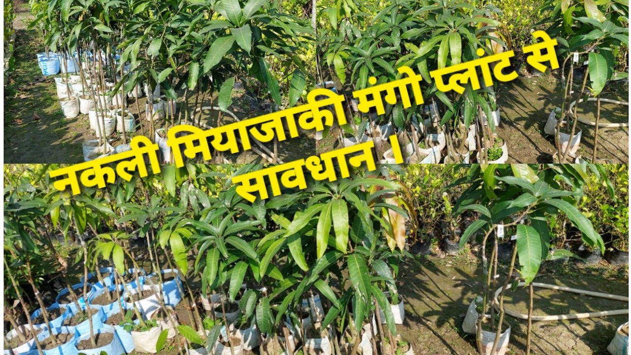 Miyazaki mango plants ki bare main kuch jankari. ☎️9153434305/7908817458