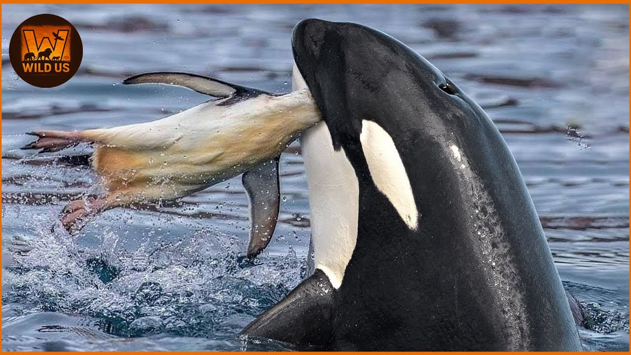 Most Shocking ORCA Attacks Caught on Camera | Wild Animals