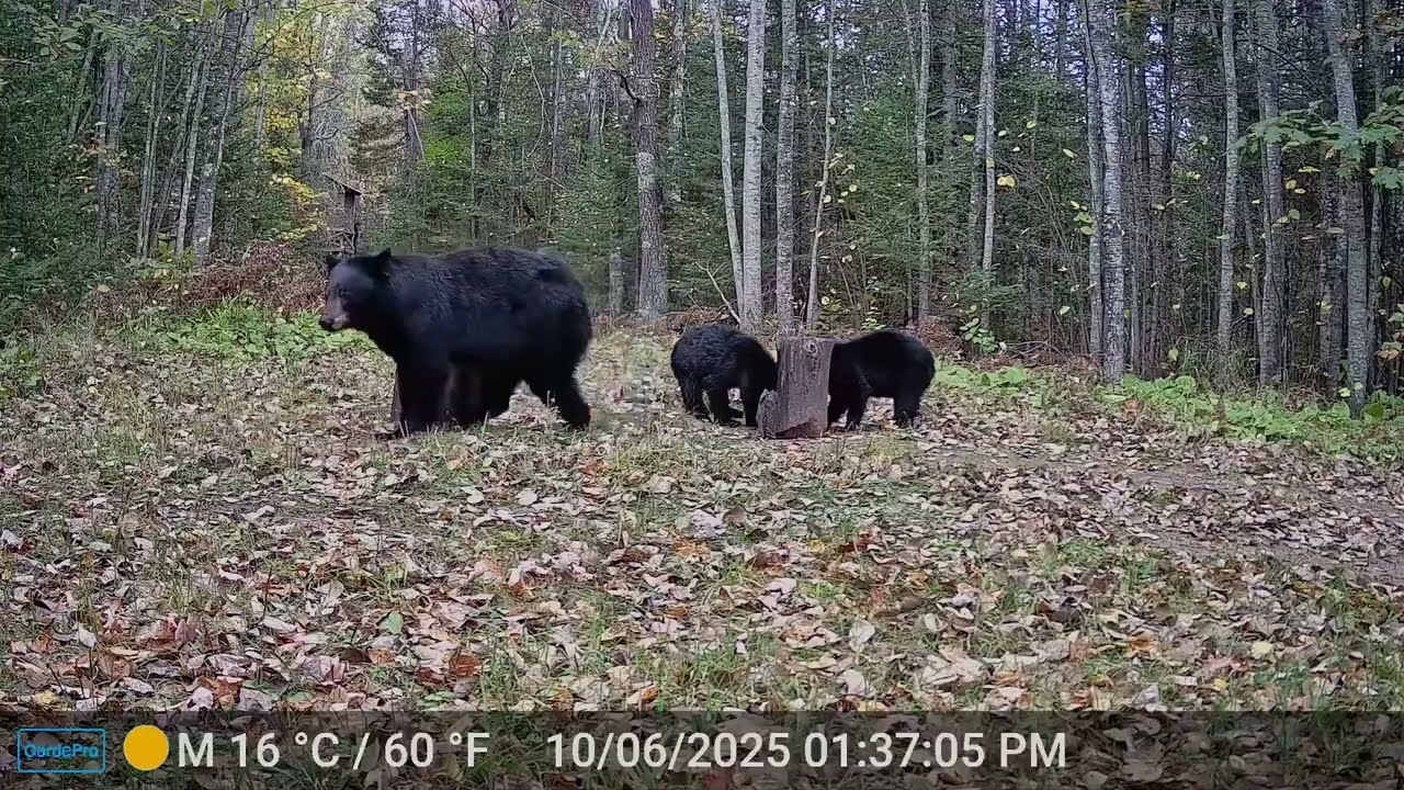 Trail Cam - Bear and Cubs, Deer, Turkeys, Bobcat, Coyote